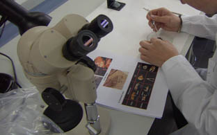 Laboratori de biologia.