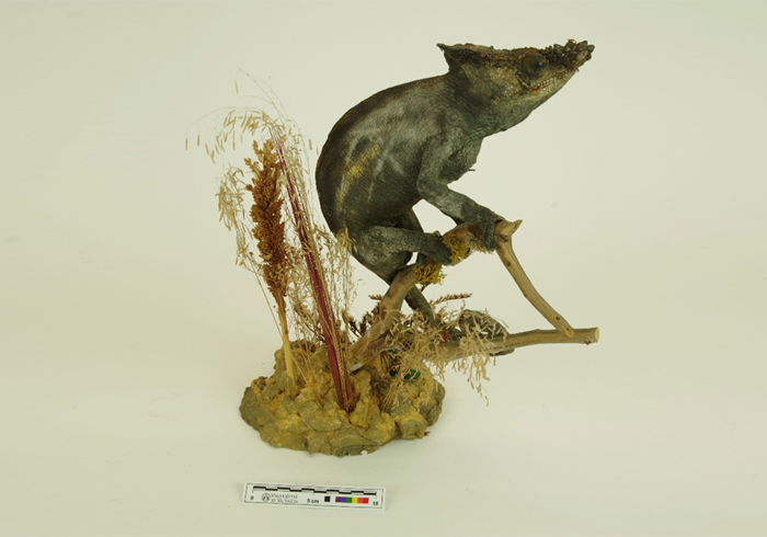 Parson's chamaleon – September