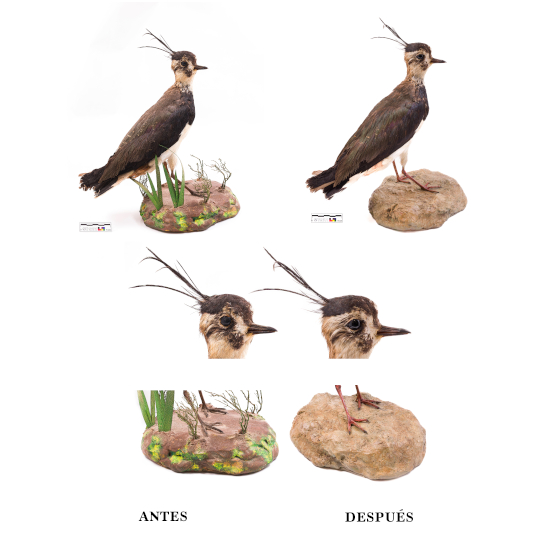 Imatge de la restauració d'una au dissecada