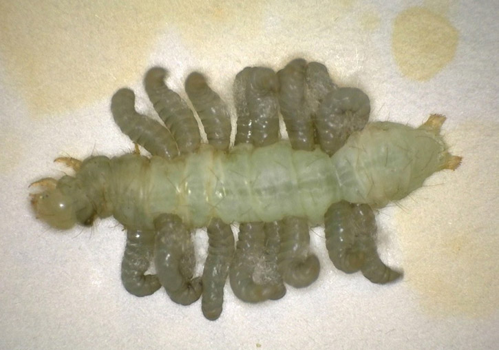Larvae of the parasitoid emerging from a lepidopteran caterpillar after completing its life cycle inside the caterpillar. Courtesy of Dr. Vincent Hervet, AAFC Morden Research and Development Centre.
