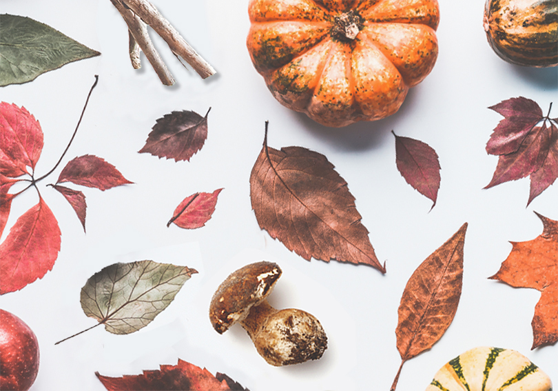 Imagen con hojas y frutos de otoño
