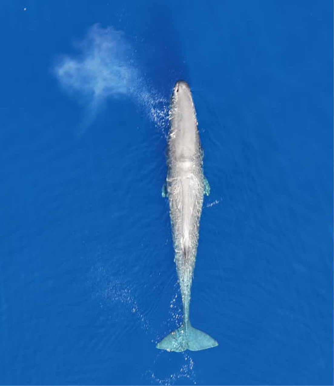 Cetacean