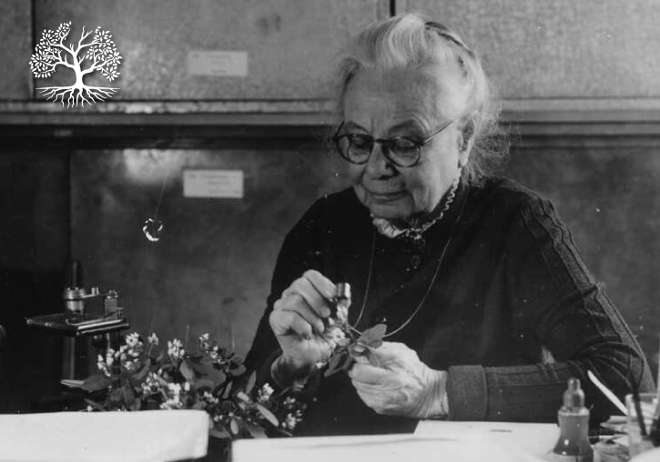 Imatge de la botànica Alice Eastwood