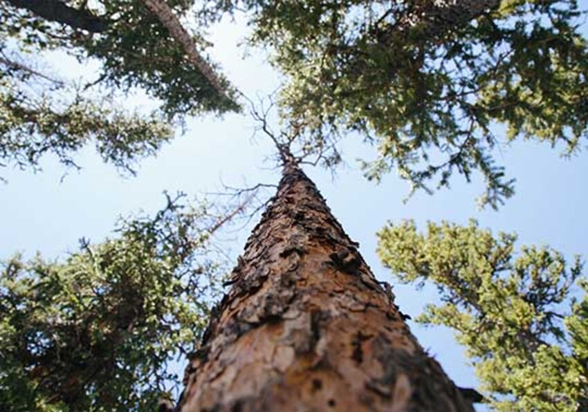 Imatge del esdeveniment:Subvencions de projectes de recerca científica a la xarxa de parcs nacionals per a l'any 2023
