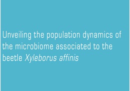 Unveiling the population dynamics of the microbiome associated to the beetle Xyleborus affinis