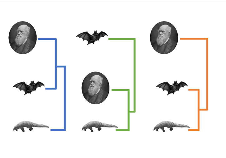 Comparison of the entire genome of the SARS-CoV-2 with bat and pangolin coronaviruses suggests that the virus that has caused the COVID-19 pandemic shares a closer common ancestor with the bat virus (left).