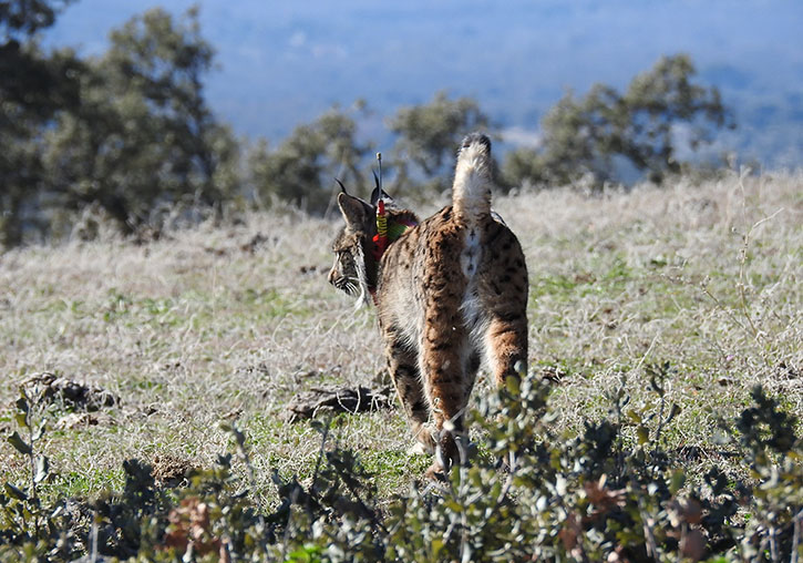 Linx ibèric acabat d'alliberar a la naturalesa amb un collaret de seguiment per GPS