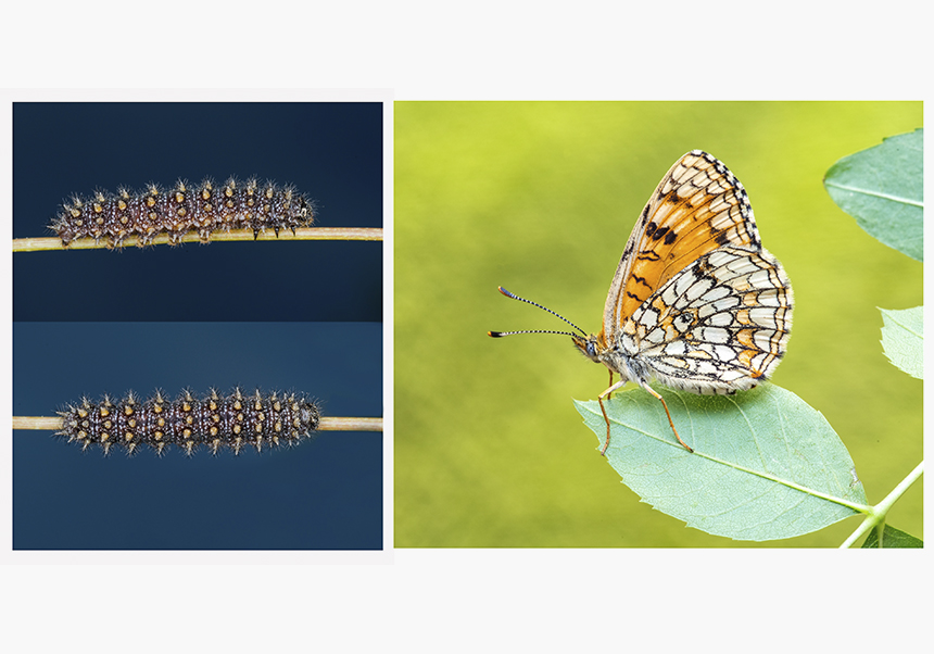 Un estudio internacional con participación del MUVHN descubre una compleja historia evolutiva en la mariposa <em>Melitaea diamina</em>