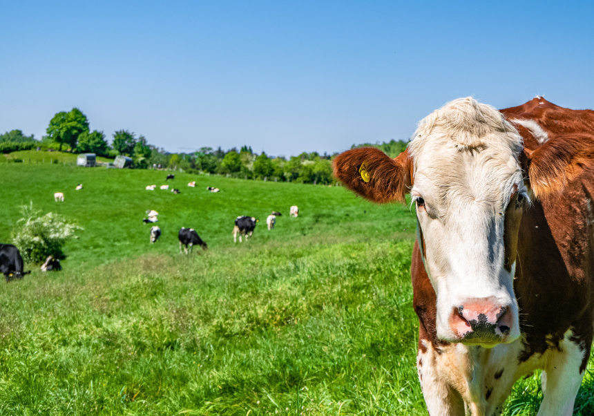 Bovine bestiary photo. Agri-food Cooperatives Chair