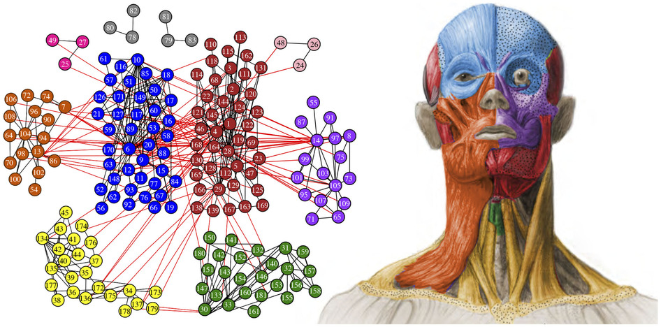 Nature Head Human Networks Diogo Nature Head Human Networks Diogo