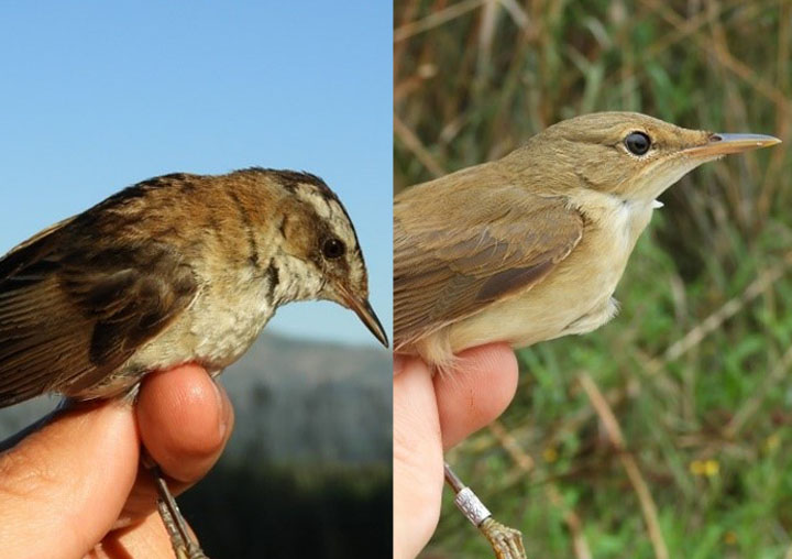  The Moustached Warbler (left) and the common Reed Warbler (right).