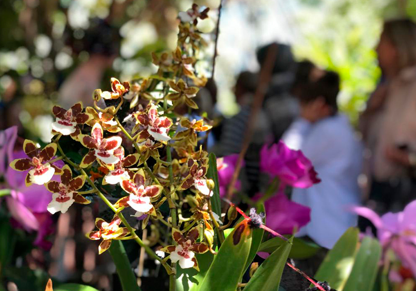 Orquídies al Botànic
