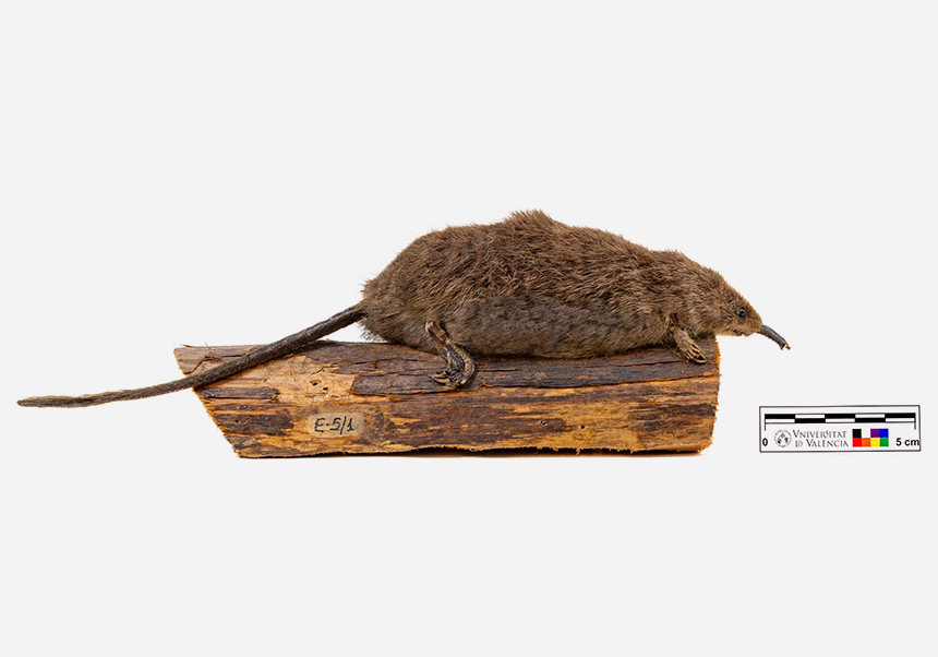 Desmán ibérico (<em>Galemys pyrenaicus</em>) - Octubre