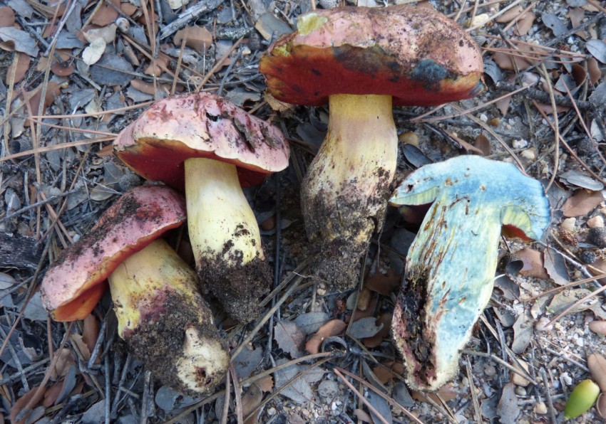 imagen de setas en el campo