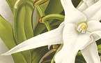orquídia