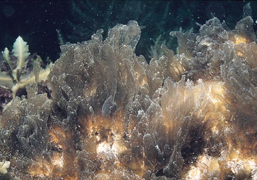 coral