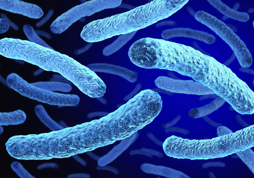 Bacteria de la <i>Legionella</i>. FOTO: iStock.