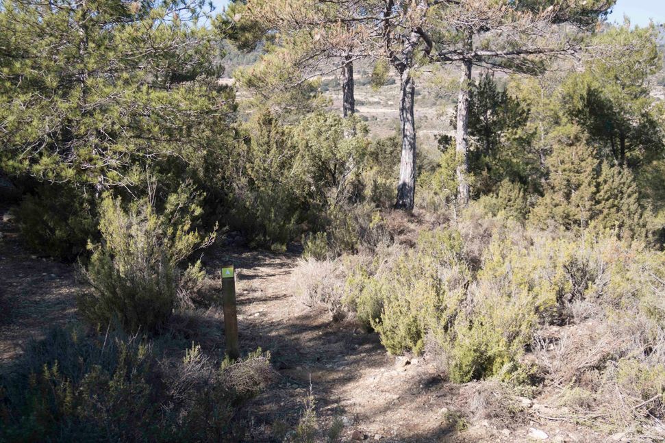 Plantació Botànic Dia de l'Arbre