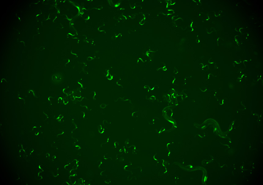 Grup de <i>C. elegans</i> infectats visualitzats amb una lupa. La fluorescència verda correspon amb les cèl·lules infectades i permet distingir animals infectats de sans. / I2SysBio-CSIC-UV.