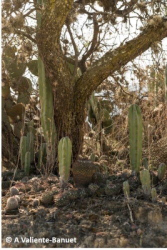 El árbol leguminoso Prosopis laevigata facilita un grupo de cactus: Myrtillocactus geometrizans, Opuntia pilifera y varias especies de Mammillaria en el Valle de Tehuacán-Cuicatlán, México. Crédito de la foto: Alfonso Valiente-Banuet