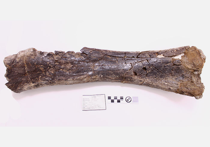 Ejemplar de fémur de dinosaurio titanosaurio adulto (Lirainosaurus astibiae)