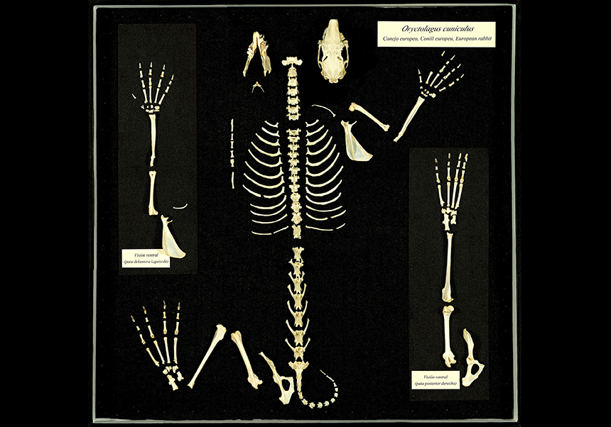 Esquelet de conill (<em>Oryctolagus cuniculus</em>) - Abril