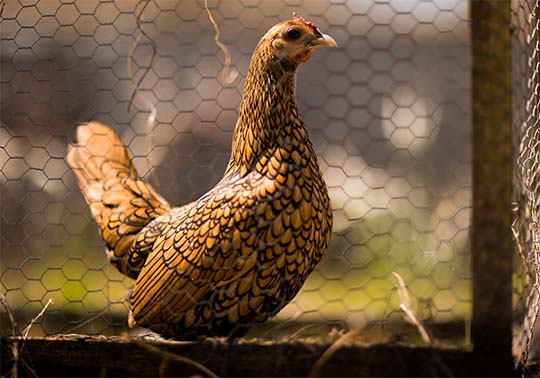 INNOTRANSFER AGROALIMENTACIÓ -  Reptes al Sector Avícola: Benestar Animal i Innovació.