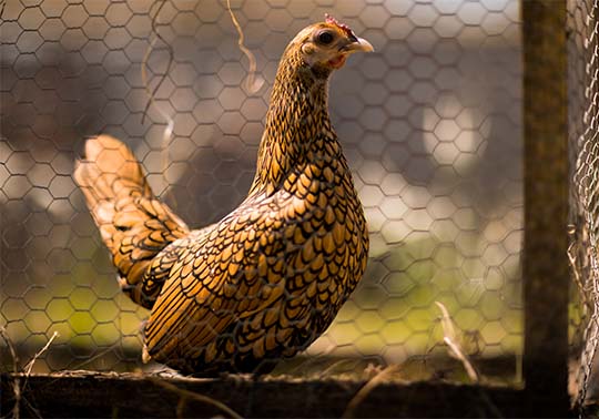 INNOTRANSFER AGROALIMENTACIÓ - Reptes al Sector Avícola: Benestar Animal i Innovació.