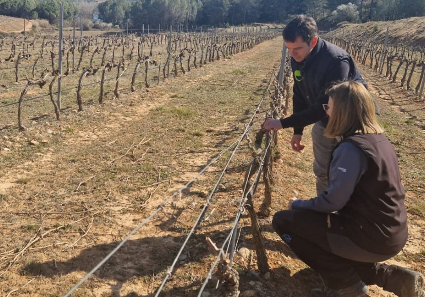 A man and a woman working in a vineyard.