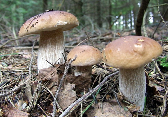 Boletus