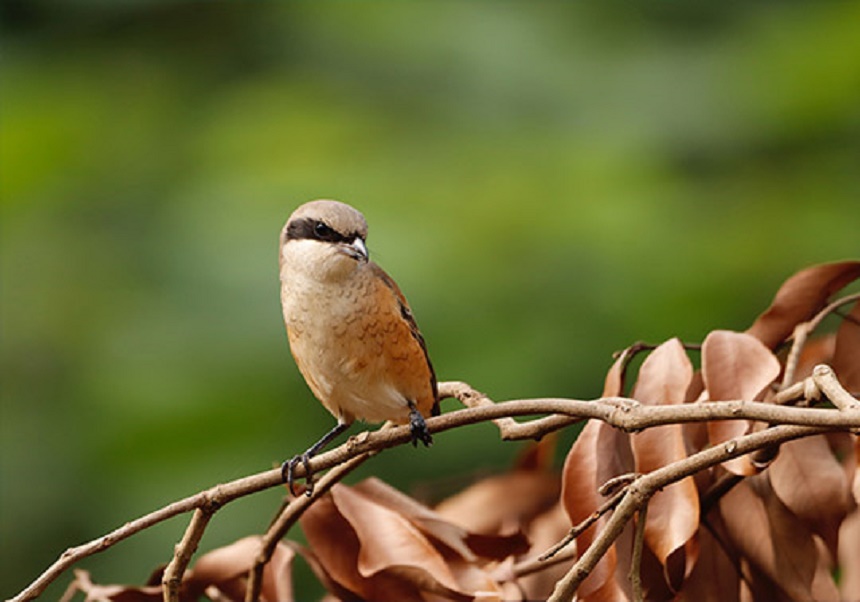 pájaro