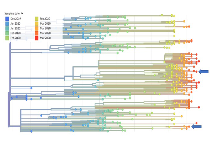 Filogènia del coronavirus SARS-CoV-2 amb les seqüències disponibles en Nextstrain el 14 de març de 2020. Les fletxes assenyalen els llinatges dels virus aïllats en València.