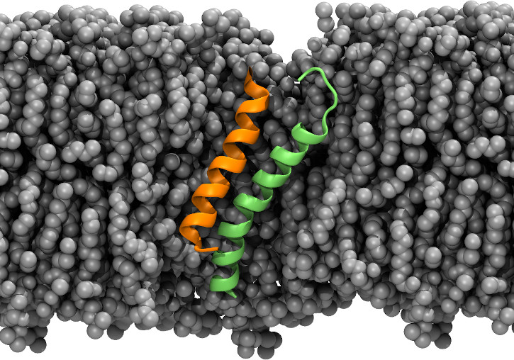 Imatge on es modelitza la interacció entre els segments transmembrana de Mcl-1 (taronja) i Bok (verd) en una bicapa lipídica (gris).