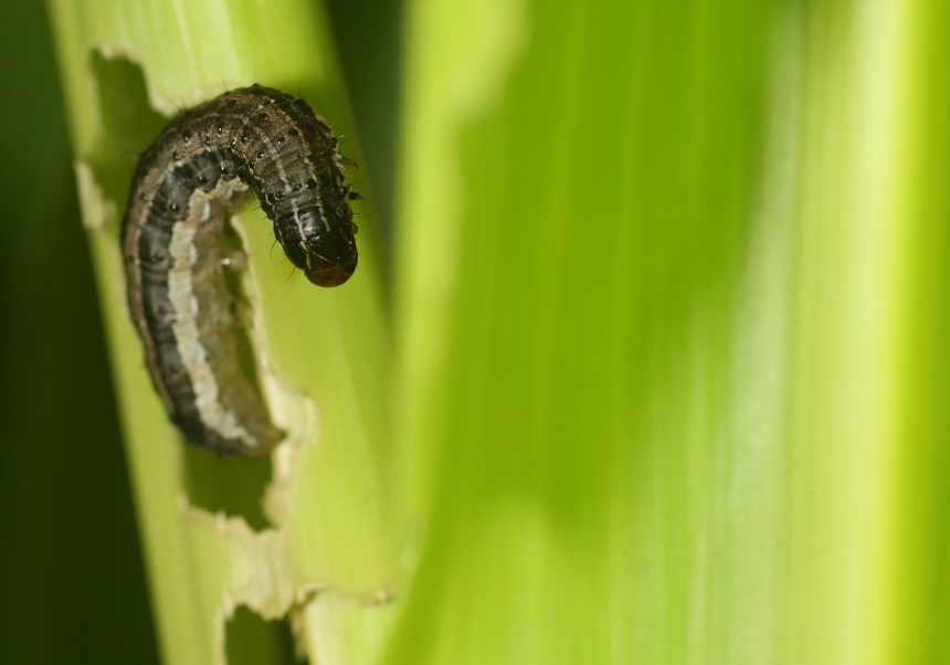SPODOPTERA FRUGIPERDA