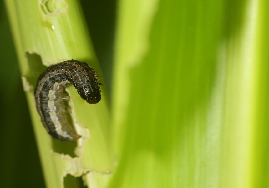 LA UNIVERSITAT DE VALÈNCIA EN DÉCIMA POSICIÓN EN EL RÁNKING MUNDIAL EN PUBLICACIONES SOBRE LA PLAGA EMERGENTE SPODOPTERA FRUGIPERDA