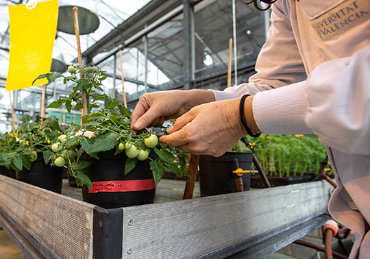 INNOTRANSFER ALGROALIMENTACIÓN: Retos y soluciones en Economía Circular de Residuos Agroalimentarios