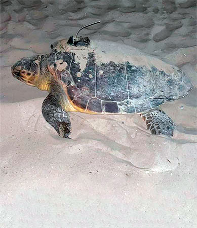 Turtle with the tracker on the shell