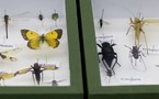 Insectes