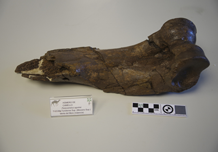 <em>Paracamelus aguirrei</em>
