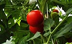 Healthy food