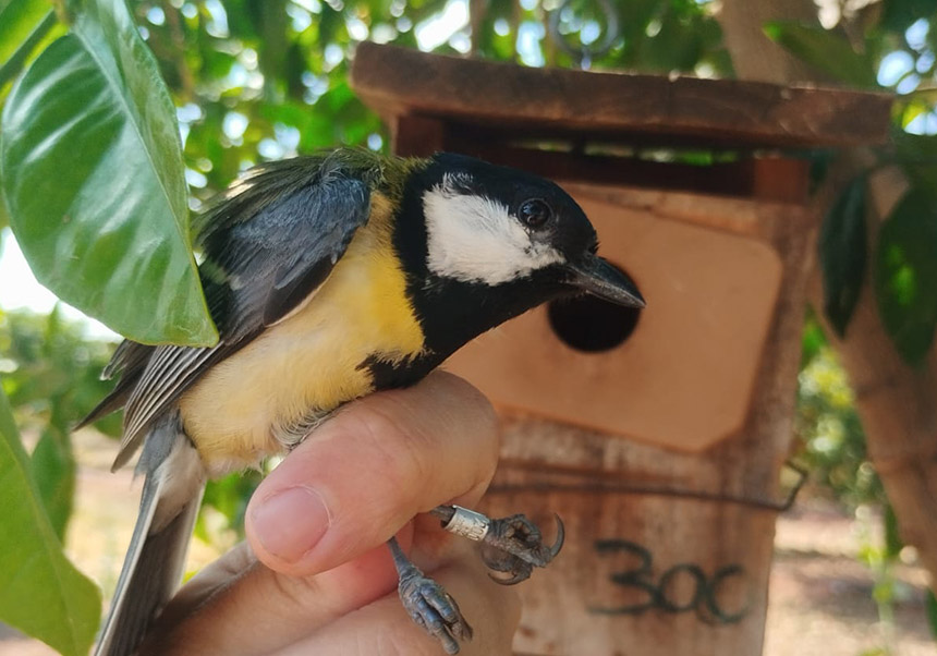 Una mallerenga carbonera en un tarongerar de Sagunt.