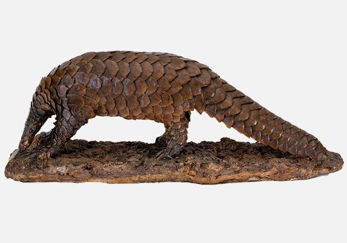 Ejemplar de pangolín gigante