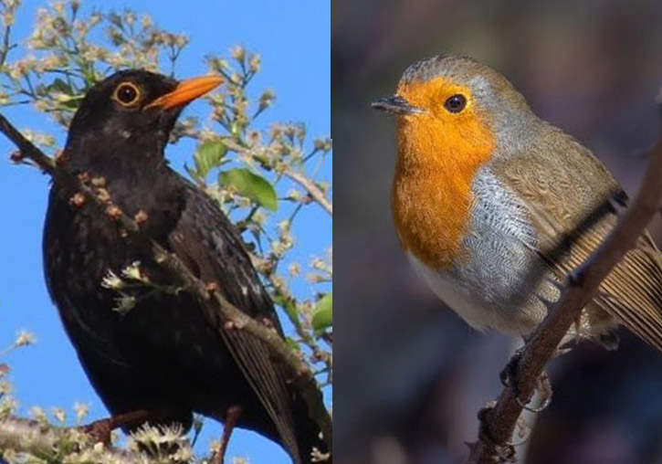 Algunas especies, como el petirrojo (Erithacus rubecula) o el mirlo (Turdus merula) se ven más afectadas que otras por la sustitución del césped natural. Autores de las imágenes: Justo Jesús Navas (petirrojo), Víctor González (mirlo).