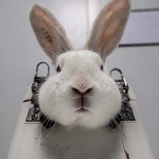 Foto de un conejo