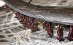 xenobalanus