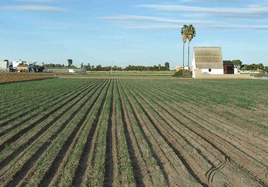 INNOTRANSFER OPORTUNIDADES INNOVACION HORTOFRUTICOLA