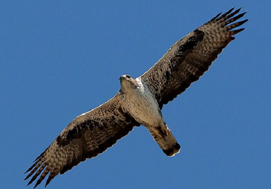 Àguila panxa blanca