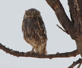 An owl.