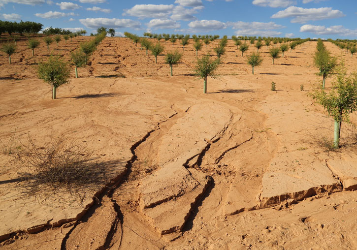 Crop fields in the mediterranean area with soil suffering from erosion.