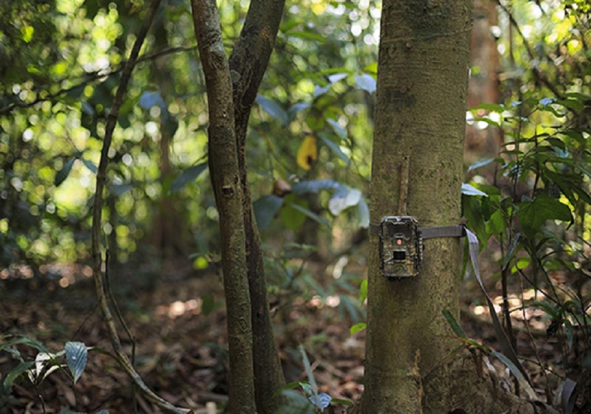 Image of a camera hidden in nature